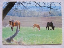 Postkarte Ansichtskarte Tiere alt aus Sammlung Pferde Fohlen UdSSR Kuban