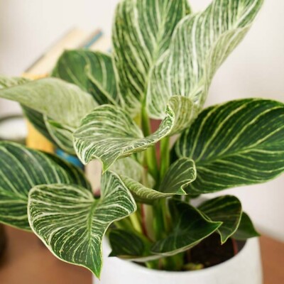 Philodendron White Wave Tropical Indoor Plant - 20-30cm In height In a 12cm  Pot | eBay UK
