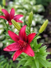 asiatic lily imported flower bulbs pack of 3 bulbs 