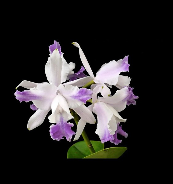 Cattleya intermedia var. aquinii coerulea Orchid Blooming sieze! Very rare!