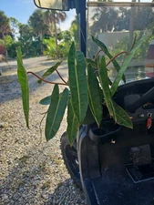 Large Philodendron billietiae Plant  In 8" Hanging Basket 