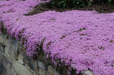 Creeping THYME Seeds BULK Thymus Serpyllum Groundcover Heirloom Native Herb LOT