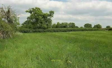Photo 12x8 Field east of Todber Manor Fisheries Margaret Marsh After emerg c2016