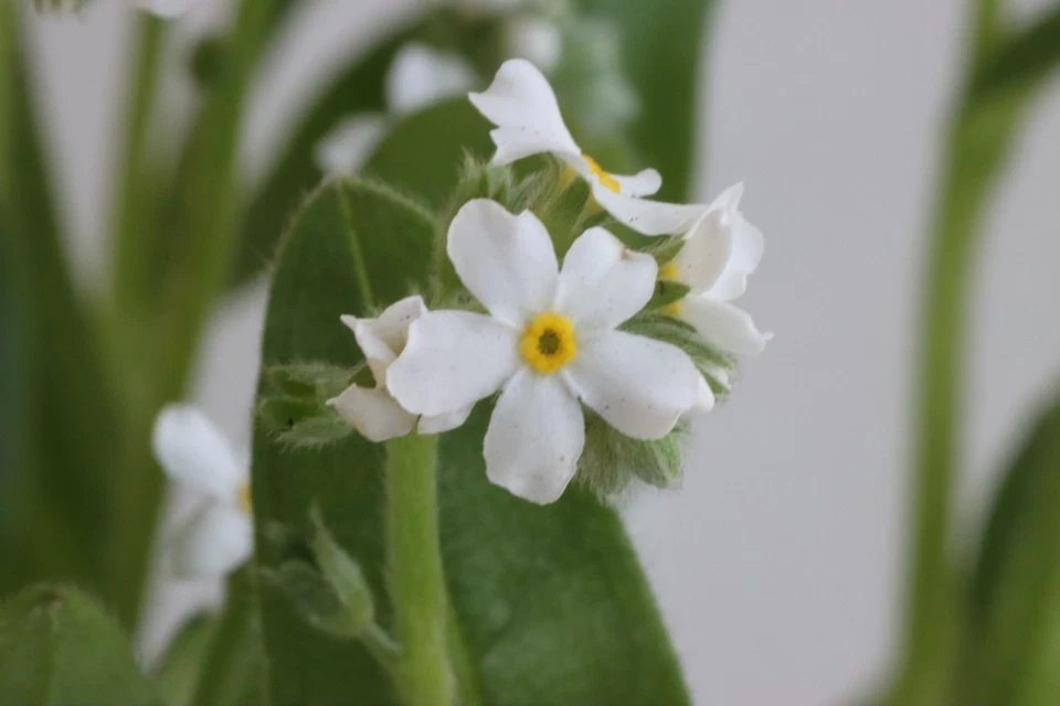 Белое незабудка резиновое кольцо - кольцо ручной работы с настоящими цветами внутри - Изображение 4 из 4