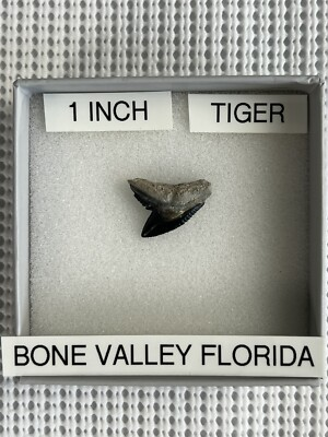 #ad #ad 1 inch fossilized TIGER shark tooth from Bone Valley Florida $12.99