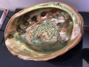 8" Red Haliotis Rufescens Abalone raised shell dish