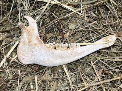 Small Cow Jaw Bones (sold Individually)