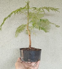 Bonsai Blue Jacaranda Pre Bonsai Dwarf Shohin Nice Truck Purple Flowers