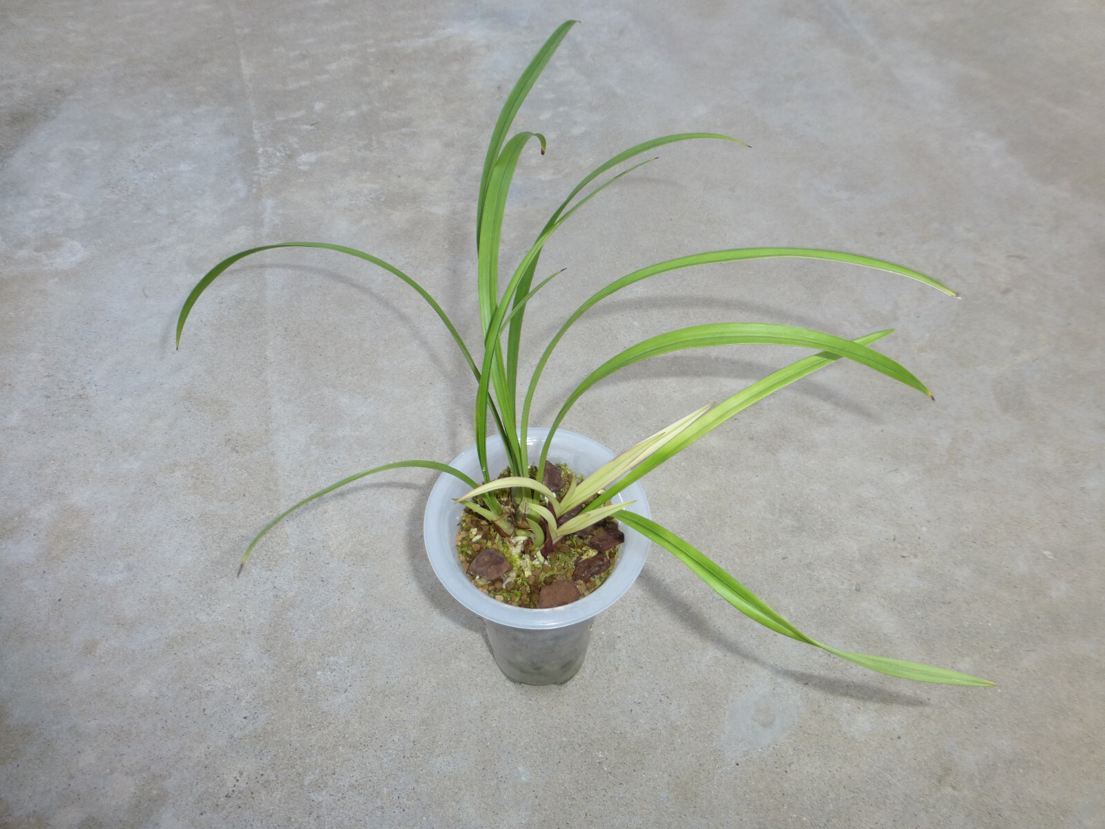 Fragrant Cymbidium ensifolium ‘Shi Zhang Hong’ 建兰/四季兰 ‘市长红’, very fragrant ! - Picture 7 of 12