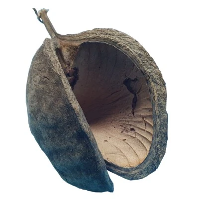 MARKENLOS Buddha Nuss / Garnelen Höhle Versteck Aquarium Fische Dekoration / 8-12cm