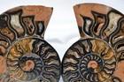 Large Black Ammonite PAIR Deep Crystals 110myo FOSSIL Dino age 111mm 4.4"9516bxx — photo 5