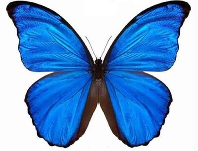 Lepidoptera : Morpho didius Fold A1