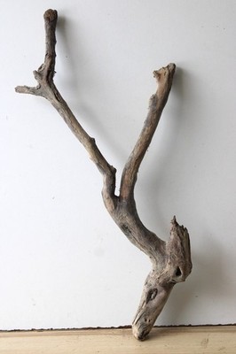 Treibholz Schwemmholz Driftwood  1 XL  Wurzel Dekoration Terrarium 69 cm