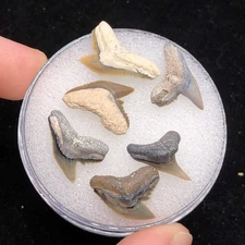 6 Glossy And Gorgeous North Florida Tiger Shark Teeth Fossil Fossils FL