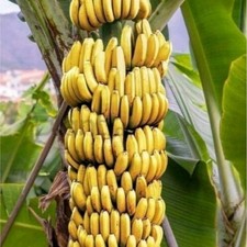 Cavendish Plátano Árbol Frutal Crecimiento Rápido Planta Tropical de Plátano Crecer en Maceta