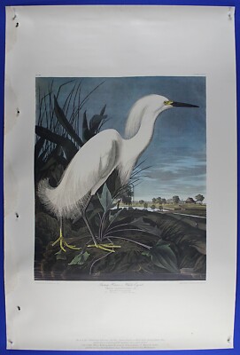 John J Audubon ''Snowy Heron/White Egret'' Pl. 242 Reproduction Print 39'' x 26''