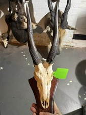 African Bushbuck Skull And Horns Nice Large Example On Shield - Taxidermy Skulls