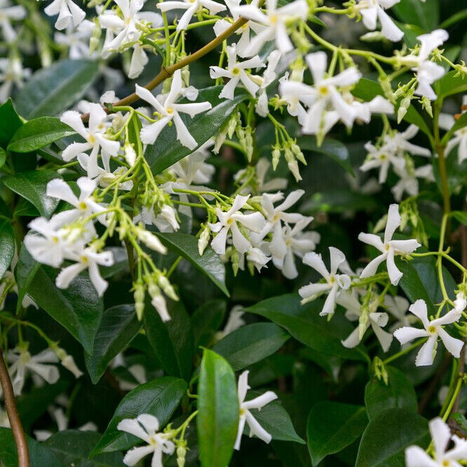Star Jasmine Plants / Trachelospermum Jasminoides in 9cm Pot, Fragrant  Flowers | eBay