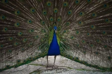 Digital Image Picture Photo Pic Wallpaper Background A Peacock Showing Its Tail