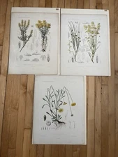 Lot Of Three Hand colored Antique Botanical Engraving Prints 