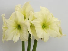 Moss Coated Luna Amaryllis