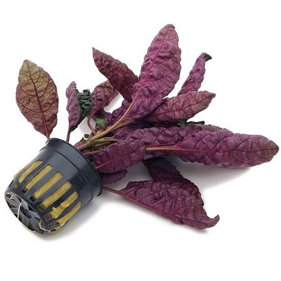 Purple Waffle Plant Live Hemigraphis Alternata Indoor House Easy Care