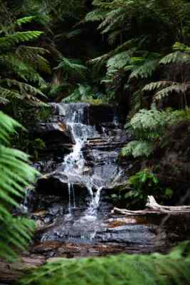 Digital Image Picture Photo Pic Wallpaper Background Rain Forest Spring Creek 62
