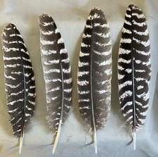 12-Grade 1 Wild Turkey Wing Feathers Barred Shorts