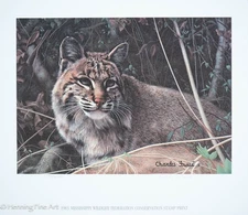 Charles Frace Vintage Lithograph of 1983 Wildlife Federation Stamp Bobcat, Fine