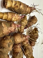 Jerusalem Artichoke Large Size (10) Tubers FOR PLANTING. white Sunchoke Sunroot