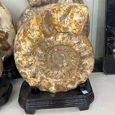 72.2LB Natural Raw Ammonite Fossil Olecranon Conch Crystal Mineral Specimen