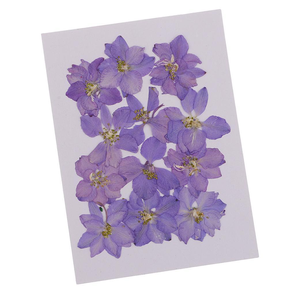 12 Pcs Pressed Flowers Dried Larkspur Real Pressed Dried Flowers DIY Purple