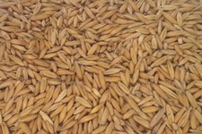 ganzer Hafer 5 kg Futterhafer Nagerfutter Pferdefutter