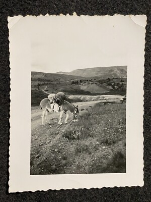 Donkey Pack Mule In Desert Mountains Mining Animal Antique Snapshot Photo