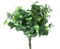 Eucalyptusbusch, Dichtes Blattwerk, HöHe Ca. 50Cm Von Ibizanos