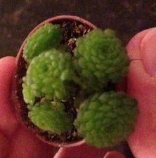 MONANTHES SUBCRASSICAULIS - 2" SUCCULENT POT