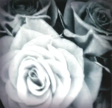 The Mountain Goats ALL ETERNALS DECK 180g +MP3s MERGE RECORDS New Vinyl LP