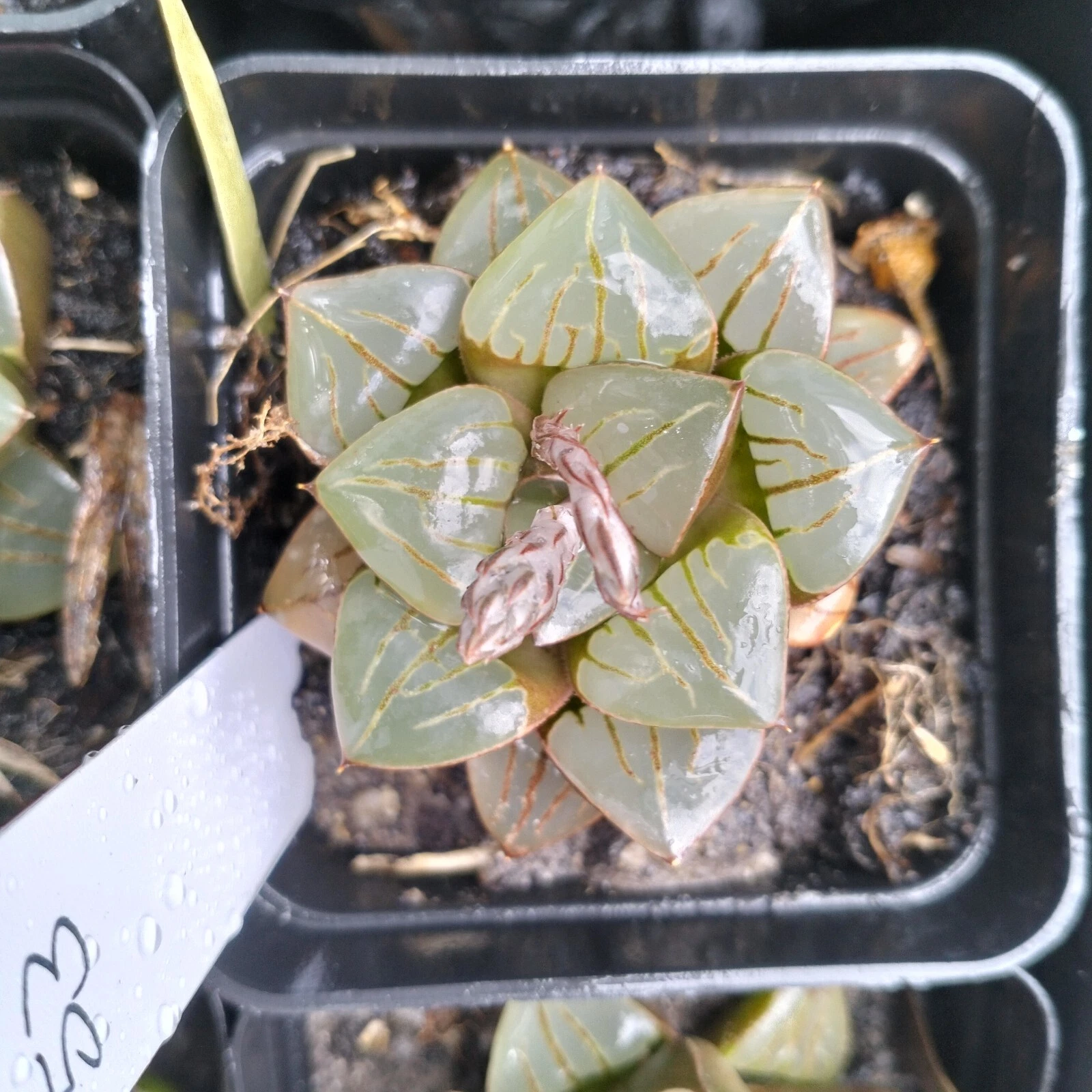 Haworthia Plant #53 mature plant very well rooted , Succulent
Opens in a new window or tab