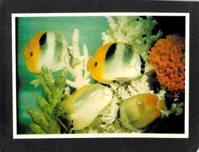 B5973 Australia Q Great Barrier Reef Chaetodon Auriga Bolton postcard