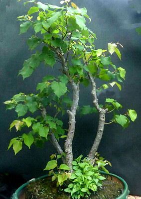 BONSAI alte knorrige Linde Winterlinde Tilia cordata 3er-Stamm 50 Jahre  80cm | eBay.de