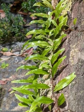 x5  Bare : Clubmoss Snakefern Microgramma lycopodioides 3" Climber Airplant Fern