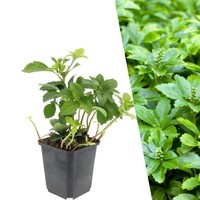 Ysander Pflanzen 12 StüCk - Bodendecker Winterhart - Pachysandra Terminalis