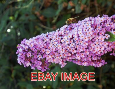 FOTO BUDDLEIA UND BOKEH PLUS BESUCHER. BUDDLEIA IN JUDYS GARTEN.