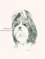 #56 SHIH TZU portrait dog art print * Pen and ink drawing * Jan Jellins