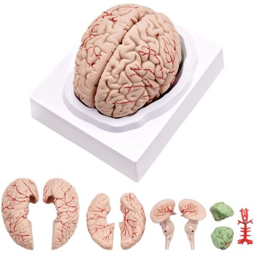 1X(Cerveau Humain, ModèLe D'Anatomie Du Cerveau Humain  avec4108 - Photo 1 sur 7