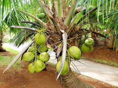 15 Dwarf Green Coconut Seedss (Cocos nucifera) Pandan Wangi