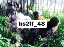 6 Silkie Satin Smooth And Frizzled Hatching Eggs (Read Description!!!)