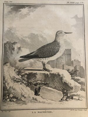 Jagd, Ornithologie 1780 Buffon. Bekassine -LA MAUBECHE-