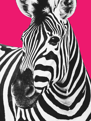 Close up Beasties Zebra großer Wanddruck Leinwand Premium Poster