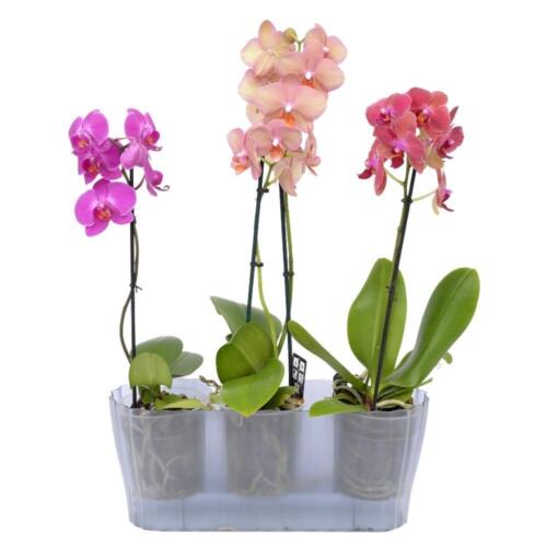 Orchideentopf Blumen Kasten Übertopf f. mehrere Pflanzen Kunststoff durchsichtig - Bild 14 von 14